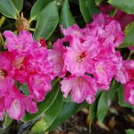 Rododendron Marka