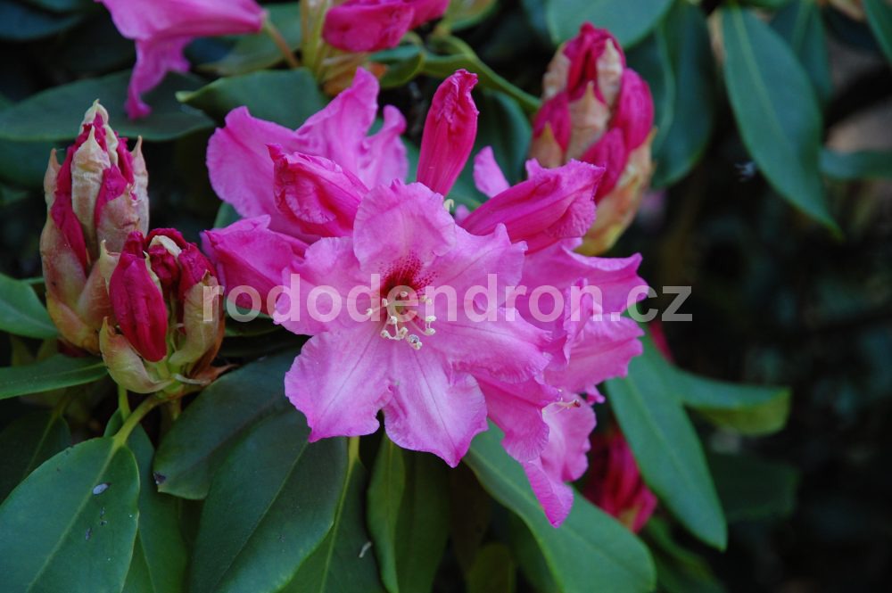 Rododendron Marka