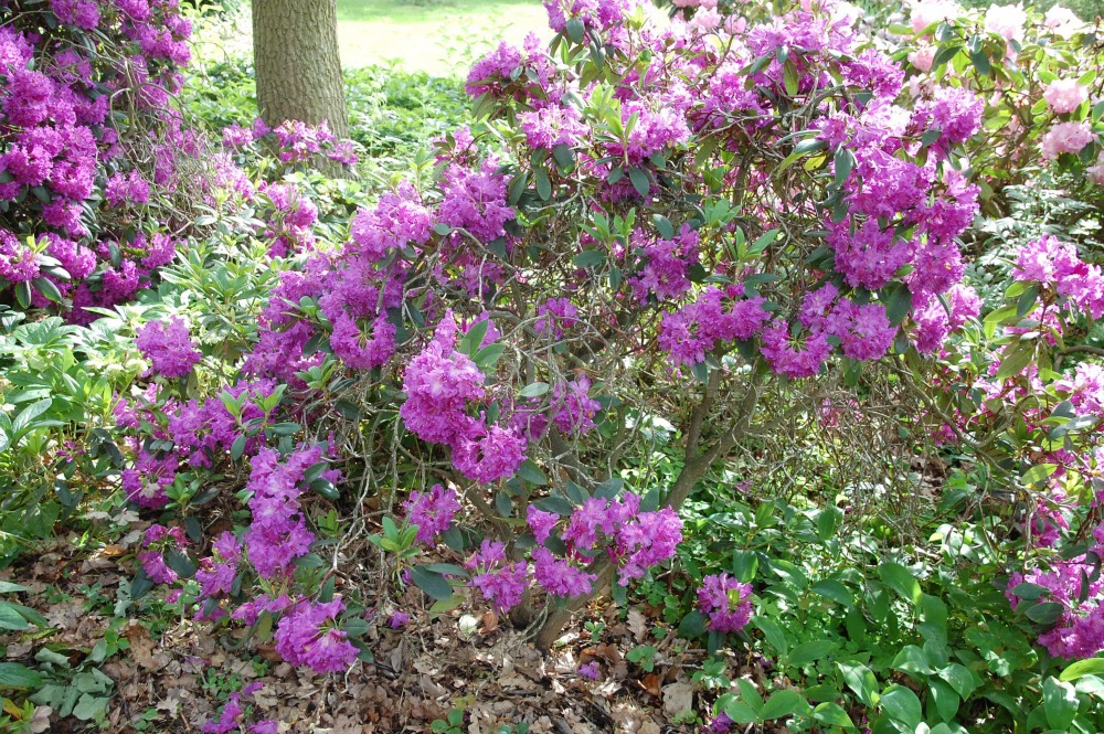 Rododendron Markgraf