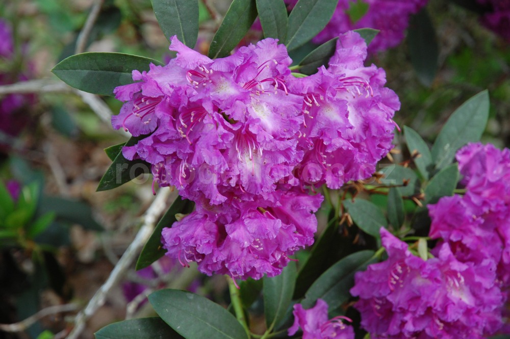 Rododendron Markgraf