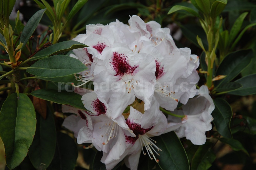 Rododendron Marsala