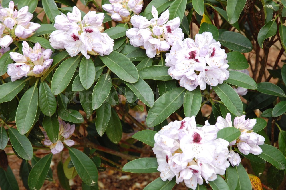 Rododendron marsala 6121