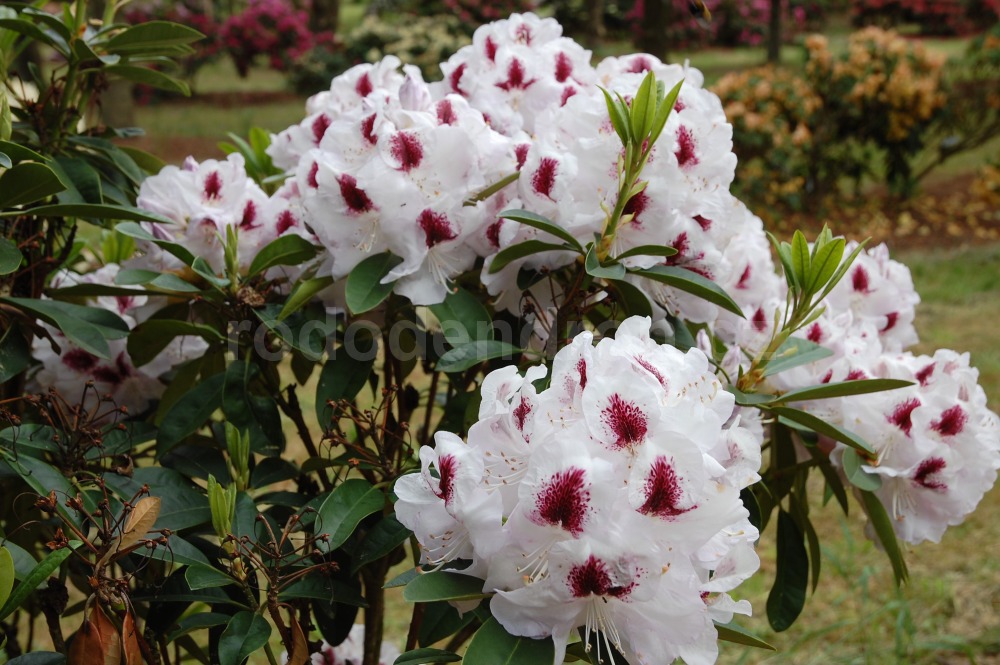 Rododendron Marsala