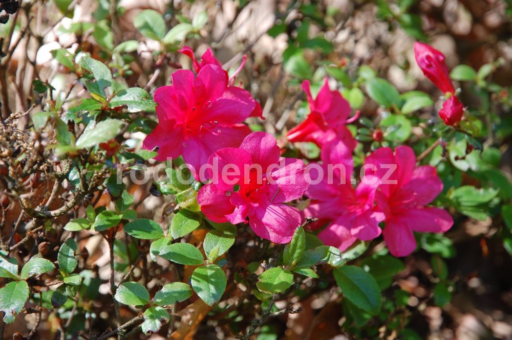 Rododendron Marushka