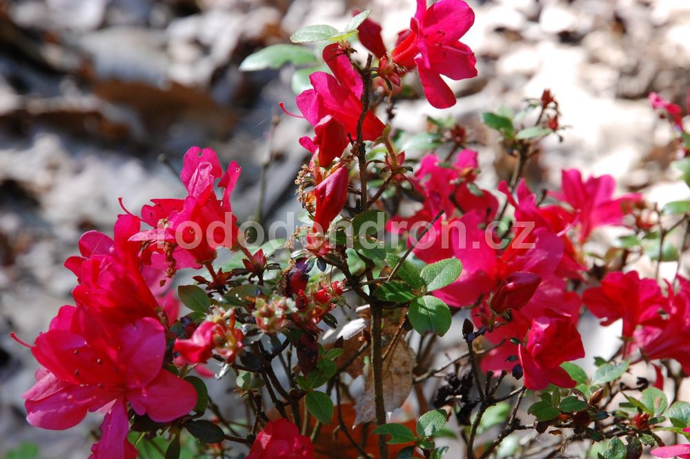 Rododendron Marushka