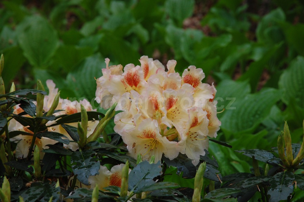 Rododendron Marylou