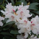 Rododendron Melpomene
