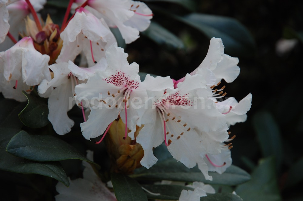 Rododendron Melpomene