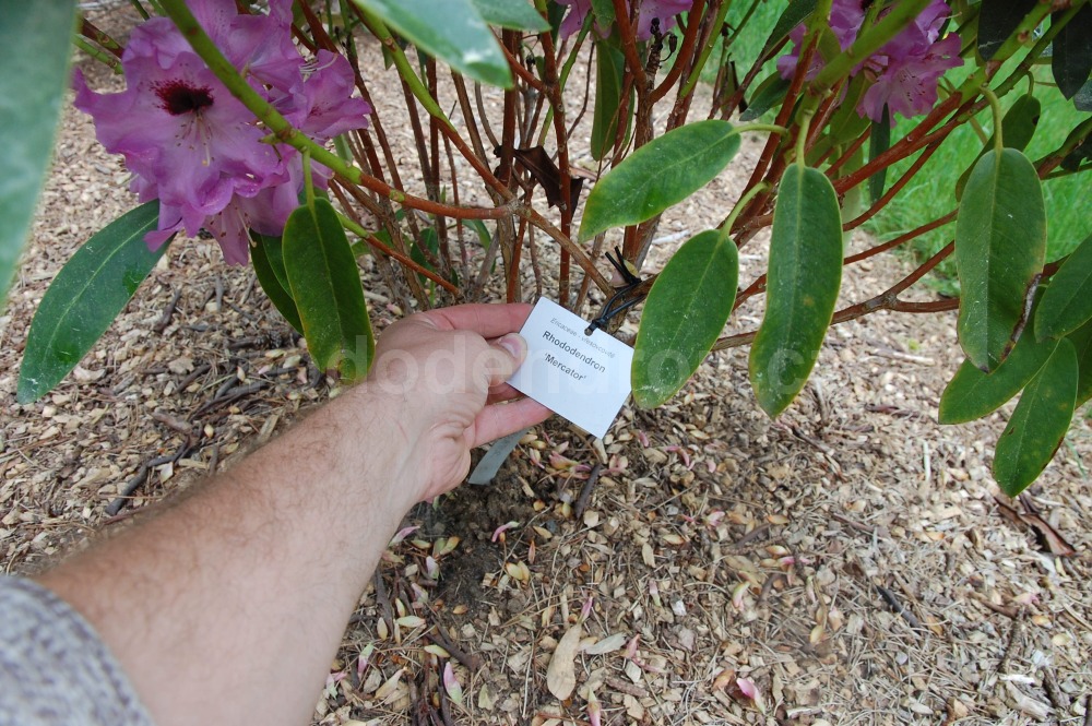 Rododendron Mercator