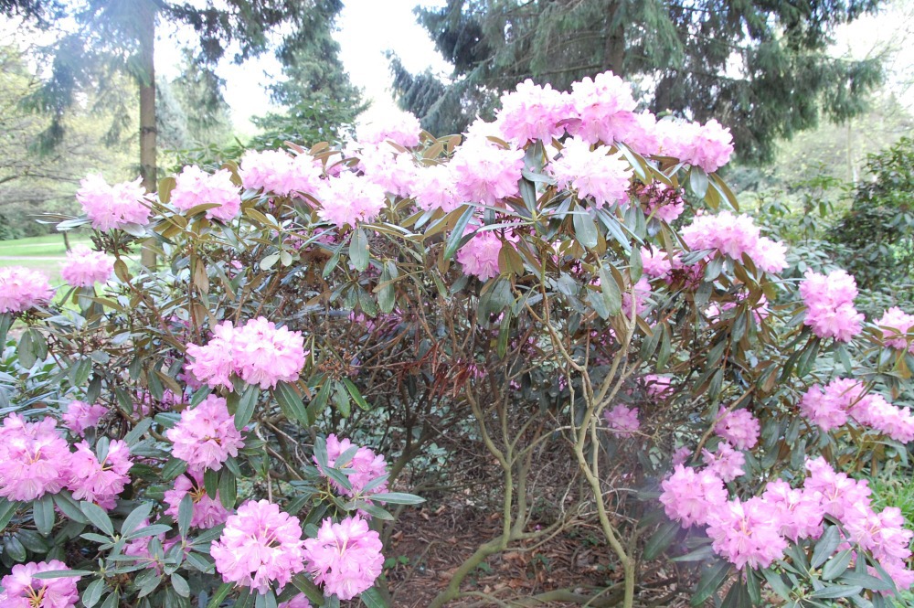 Rododendron Metternichův