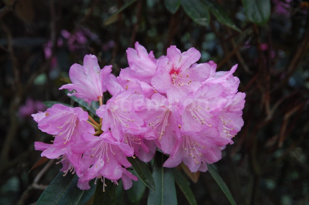 Rododendron Metternichii
