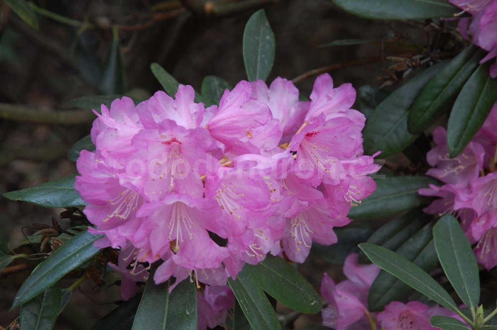 Rododendron Metternichii