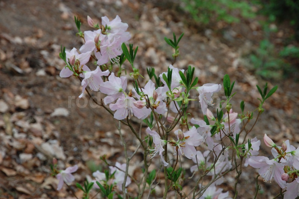 Rododendron Micranthum
