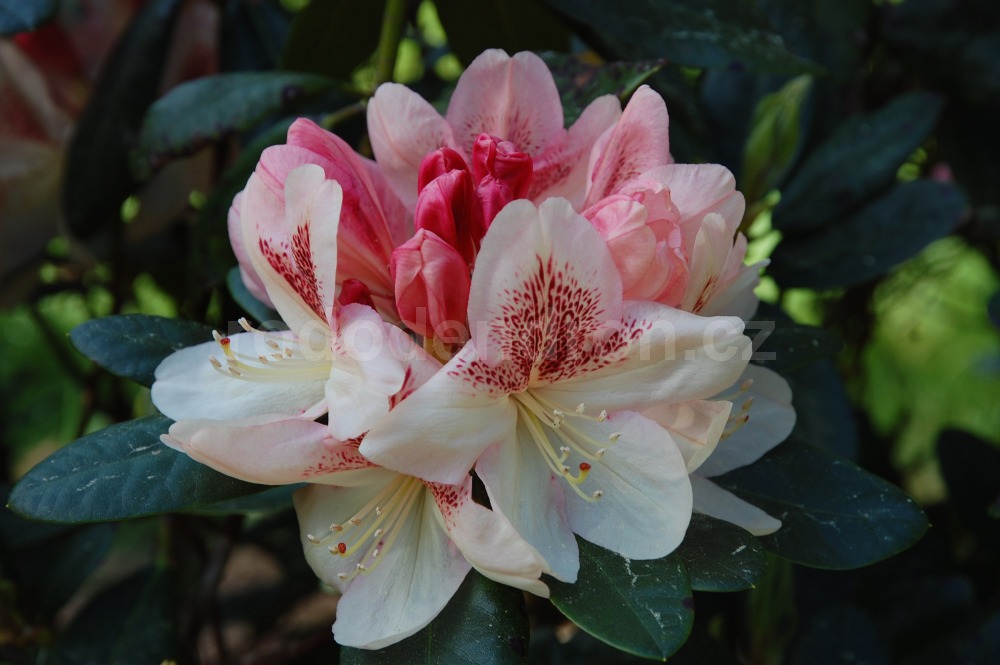 Rododendron Mikado