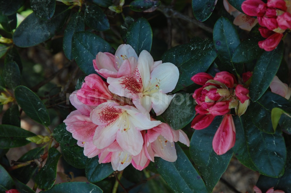 Rododendron Mikado