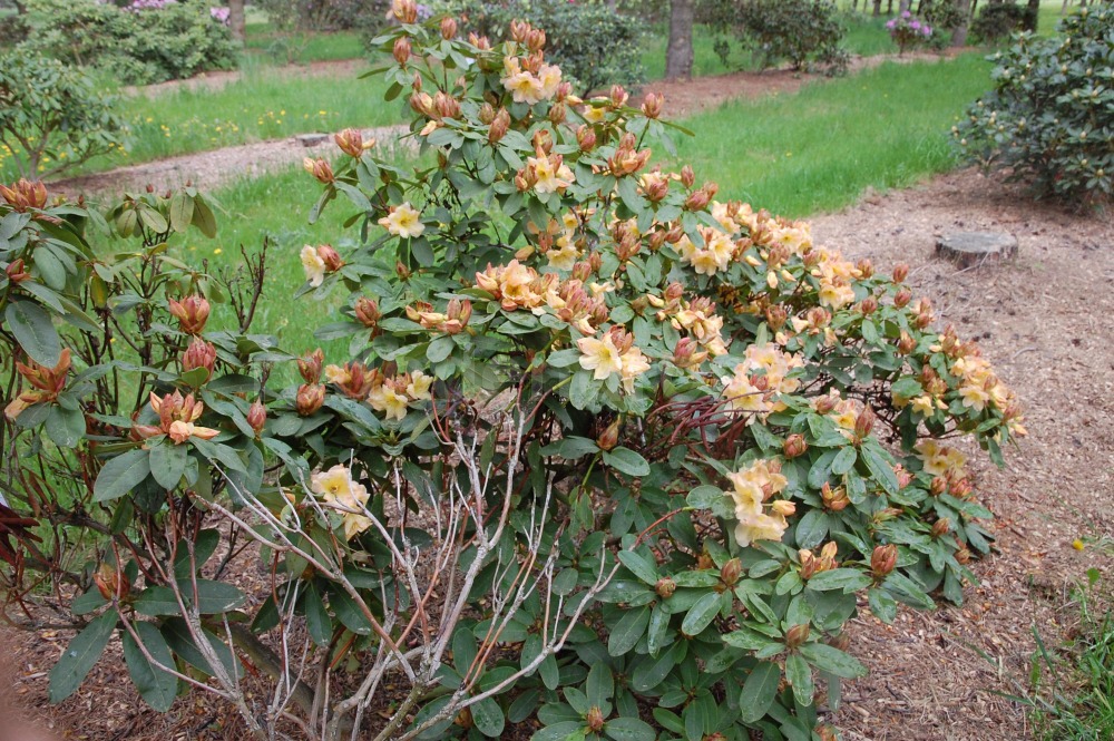 Rododendron Mirabella