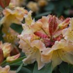 Rododendron Mirabella