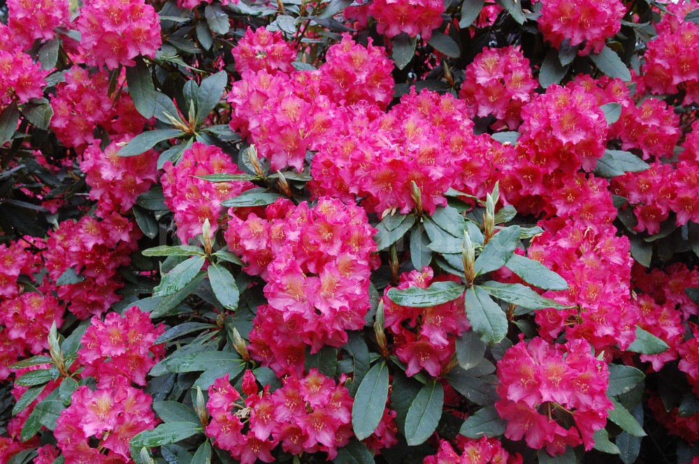 Rododendron moravanka 6284