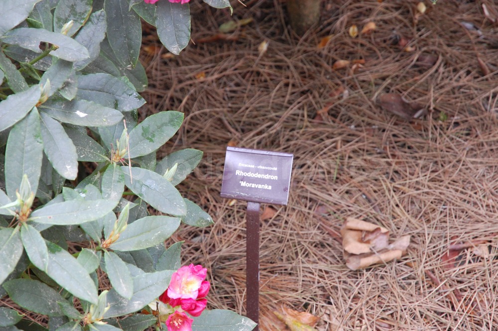Rododendron Moravanka