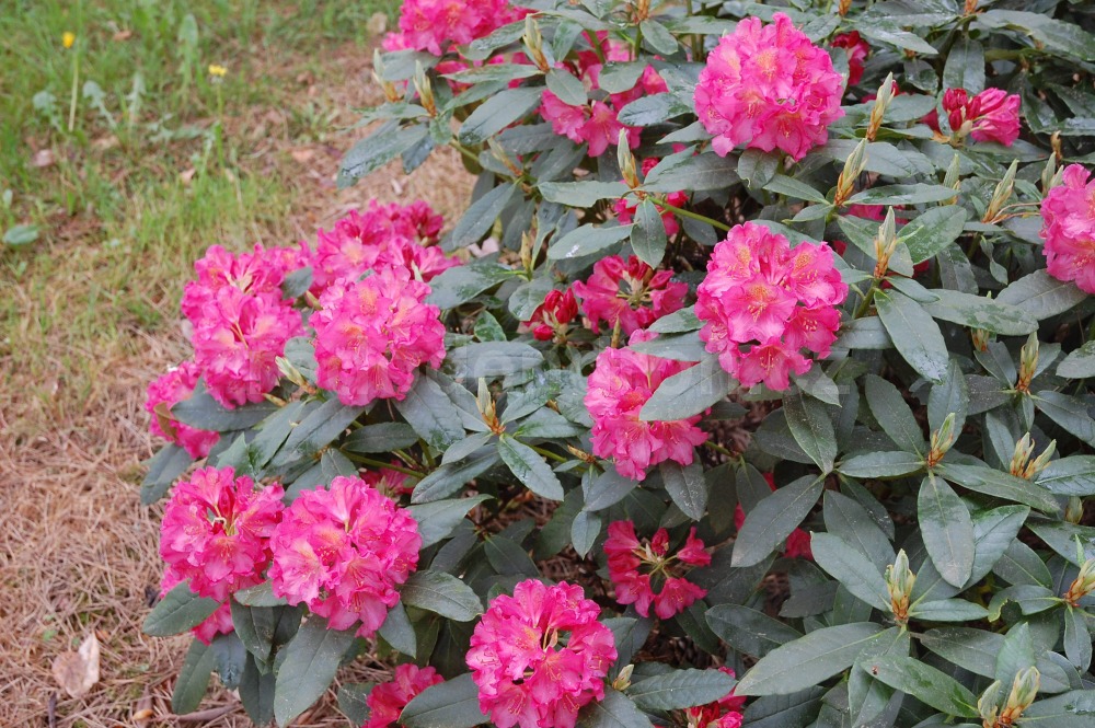 Rododendron Moravanka