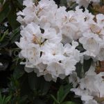 Rododendron Mount Everest