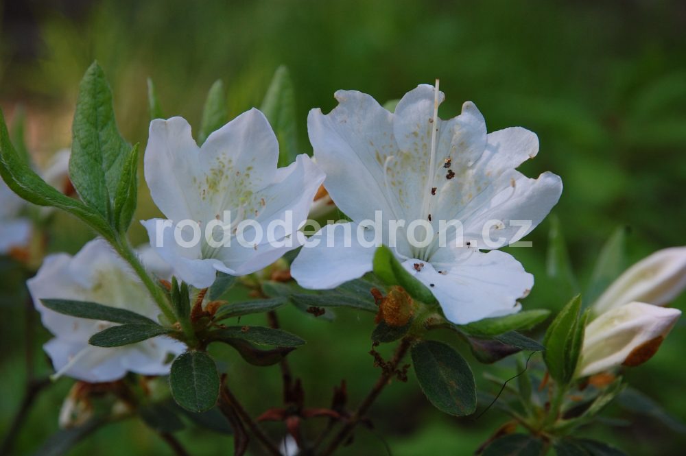 Rododendron Mucronatum Blume