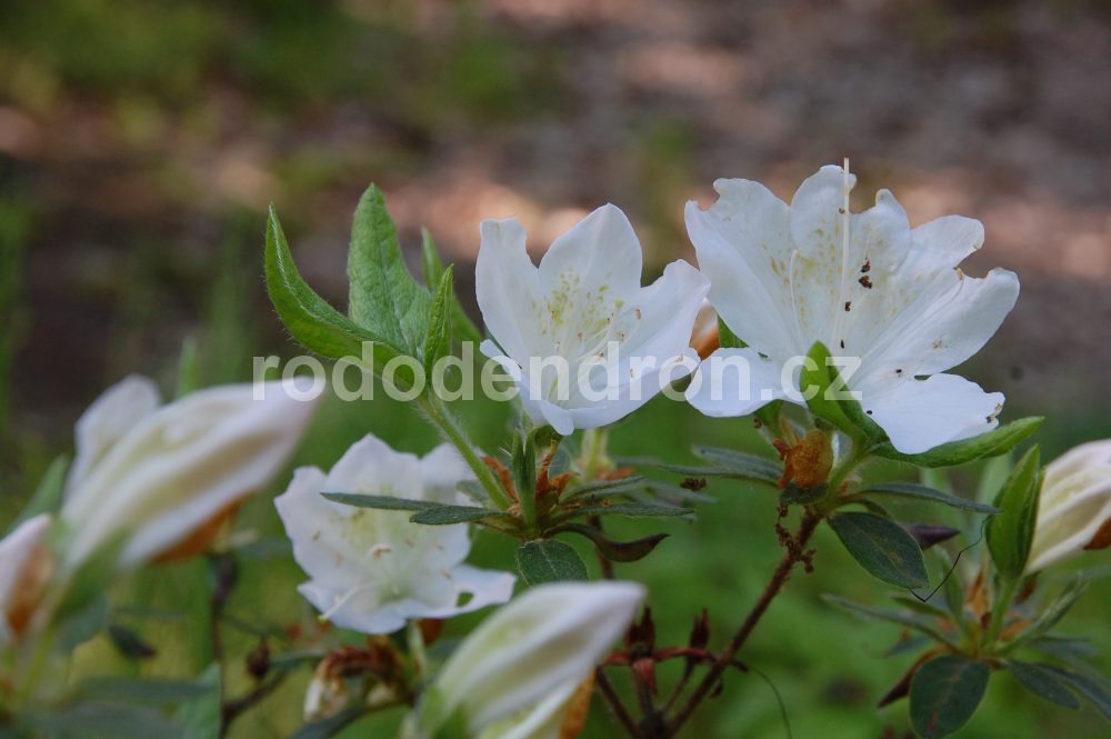 Rododendron Mucronatum Blume
