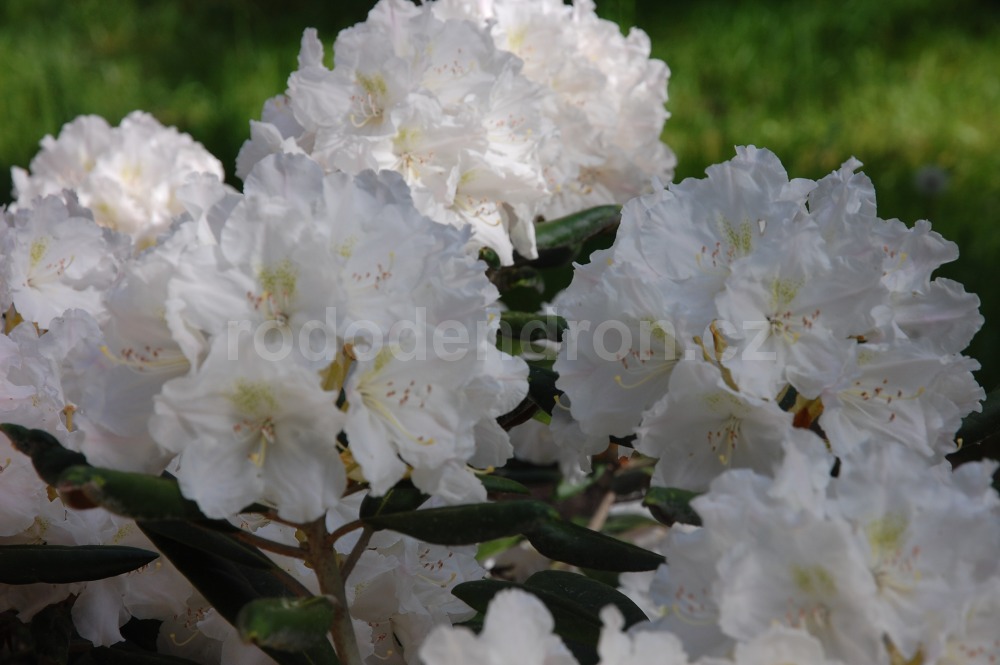 Rododendron Mustaffa