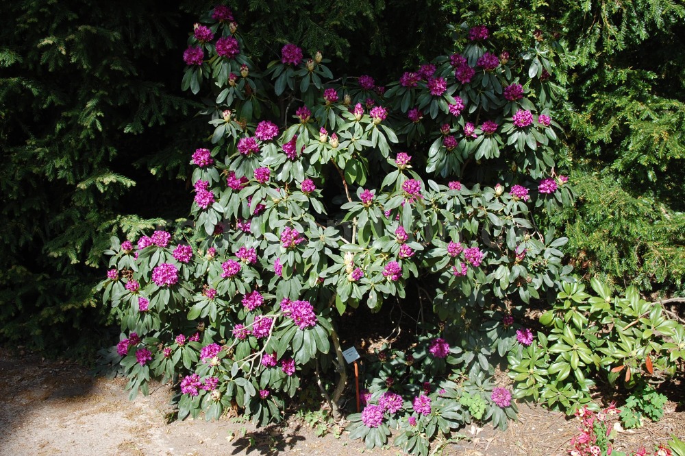 Rododendron Myrte
