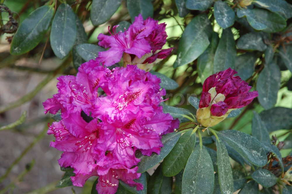Rododendron Myrte