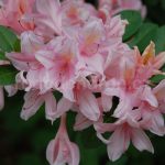 Rododendron Nancy Buchanan