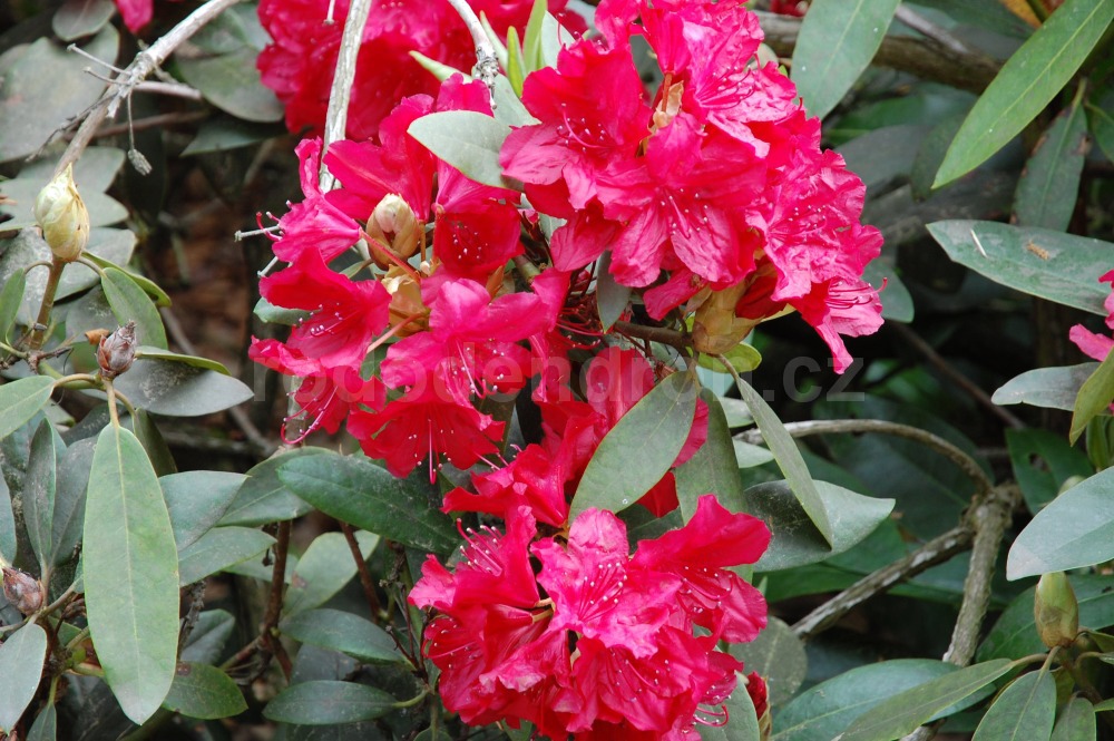 Rododendron Nicoline
