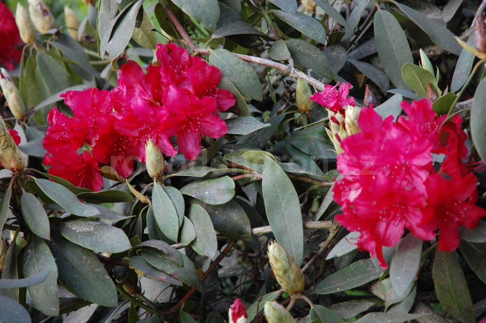 Rododendron Nicoline