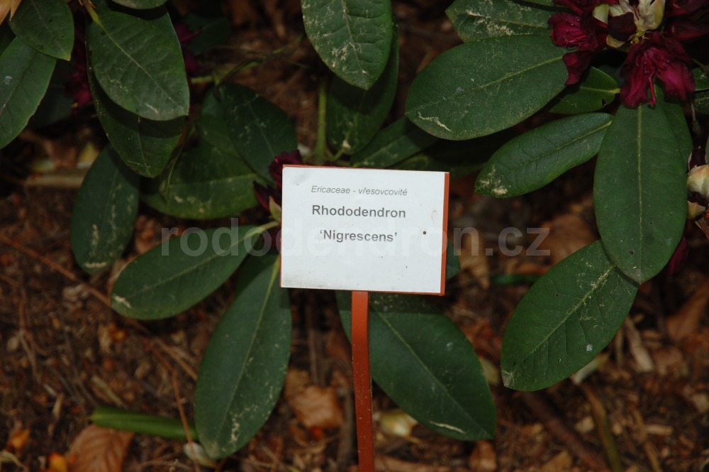 Rododendron Nigrescens