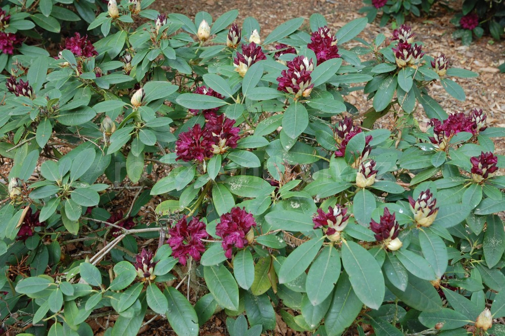 Rododendron Nigrescens
