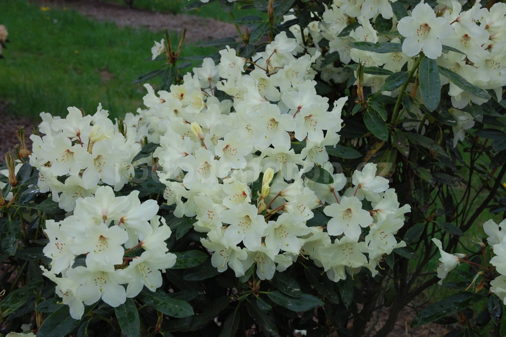 Rododendron Nippon