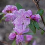 Rododendron Obergartner Robenek