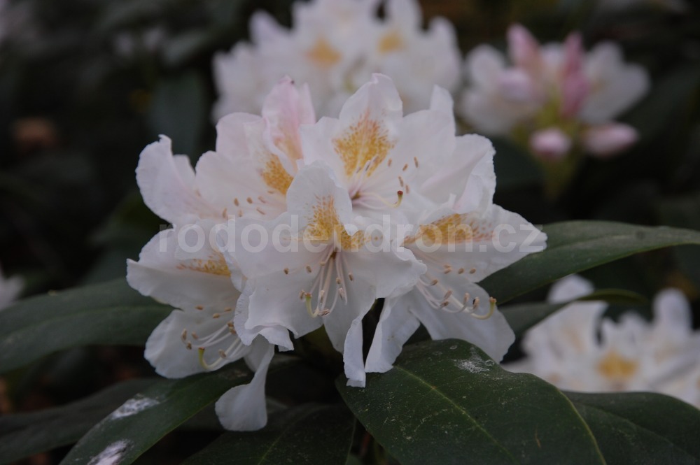 Rododendron Oliva Schlic