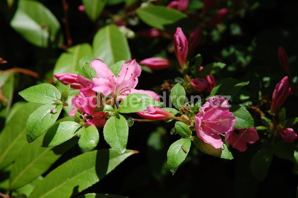 Rododendron Žofie Podlipská
