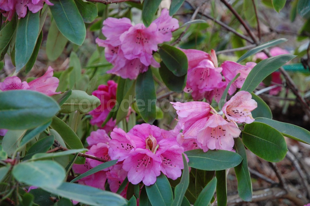 Rododendron Oreodoxa