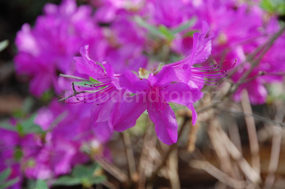Rododendron Orlice