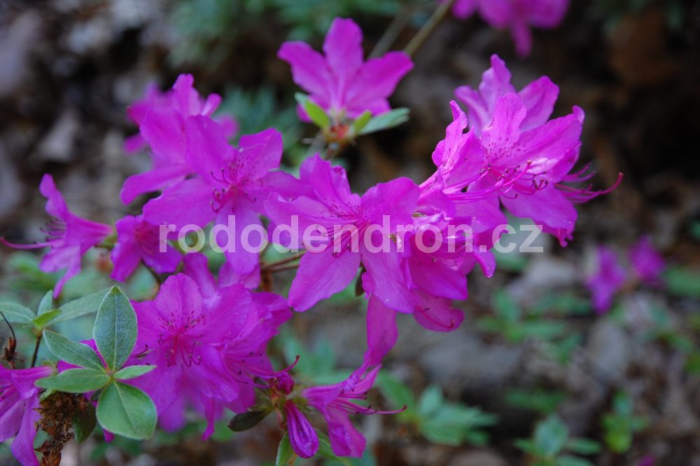 Rododendron Orlice