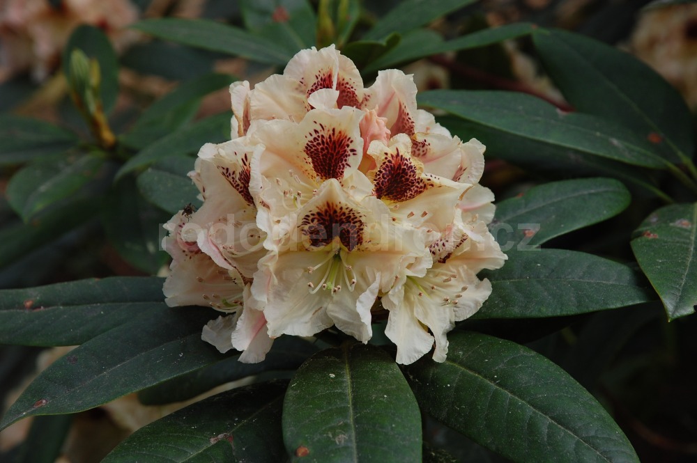 Rododendron Orlík