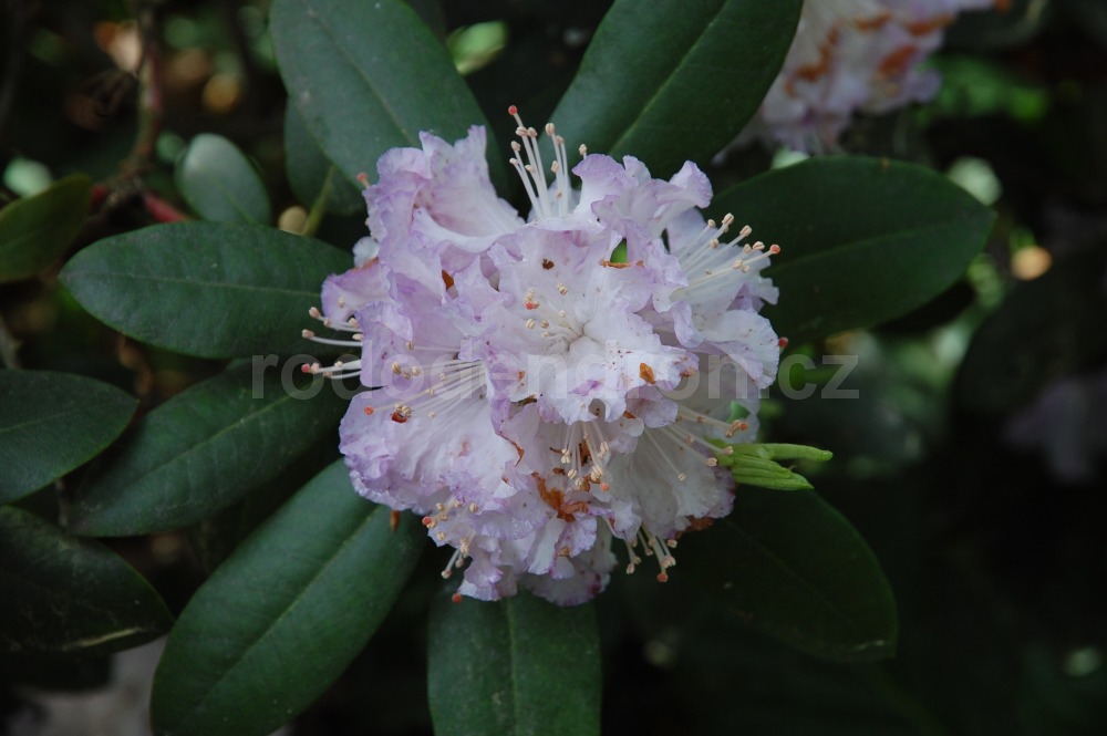 Rododendron Ortrud