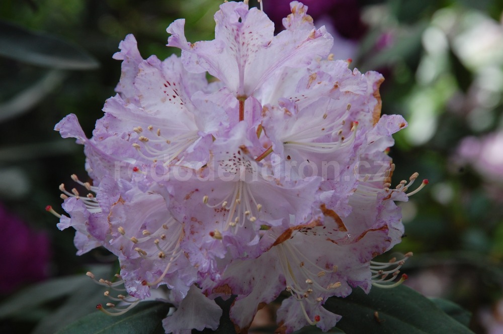 Rododendron Ortrud