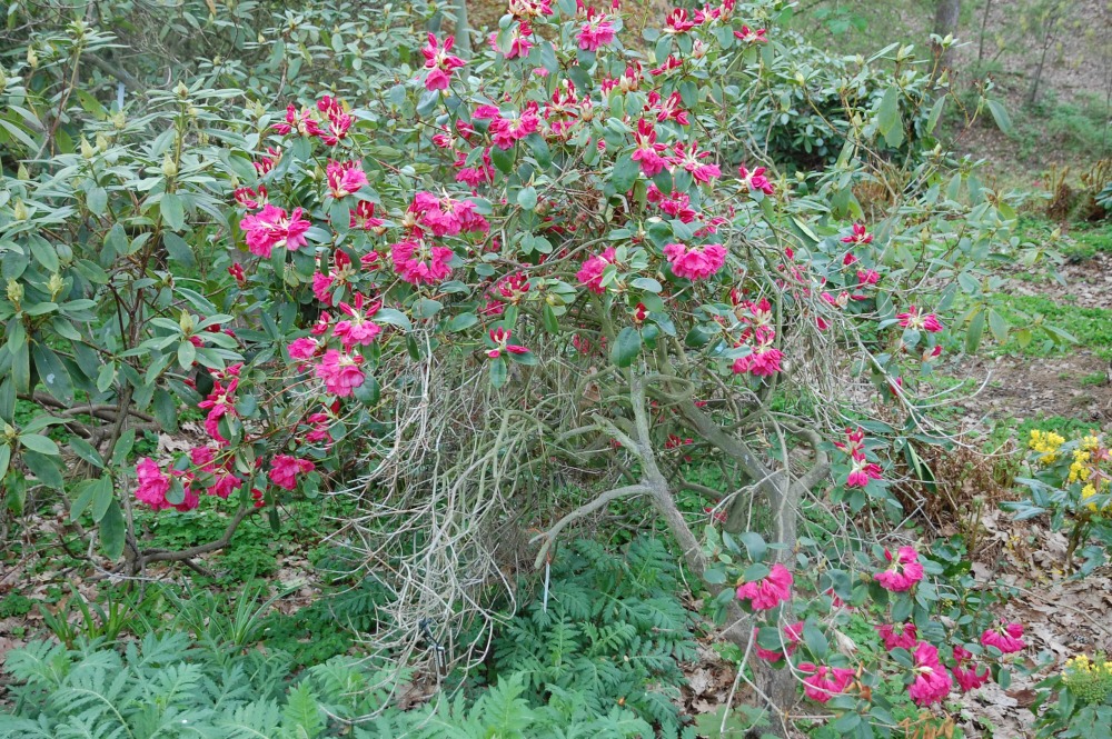 Rododendron Oudijk Sensation