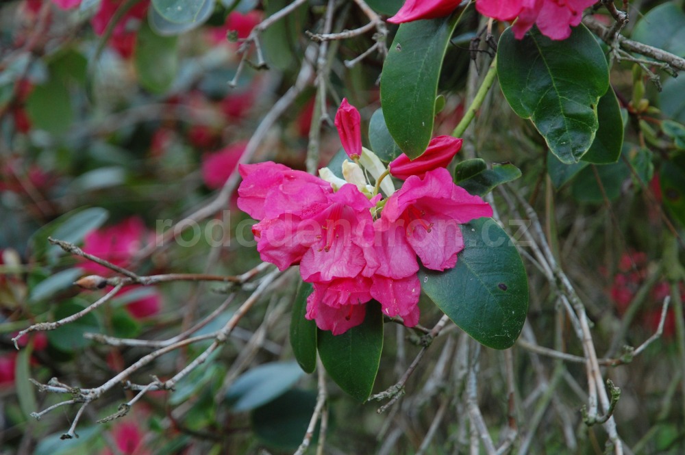 Rododendron Oudijk Sensation