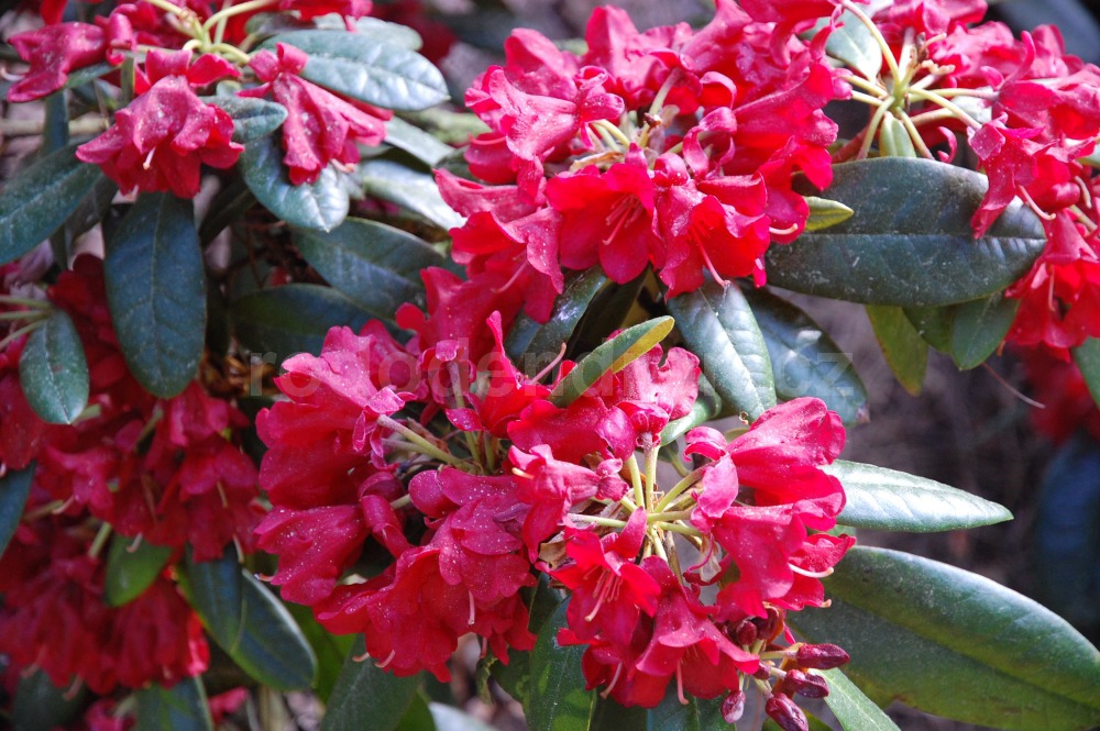 Rododendron Ovation