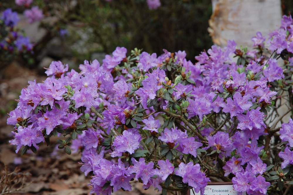 Rododendron Paludosum