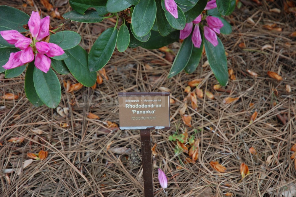 Rododendron Panenka
